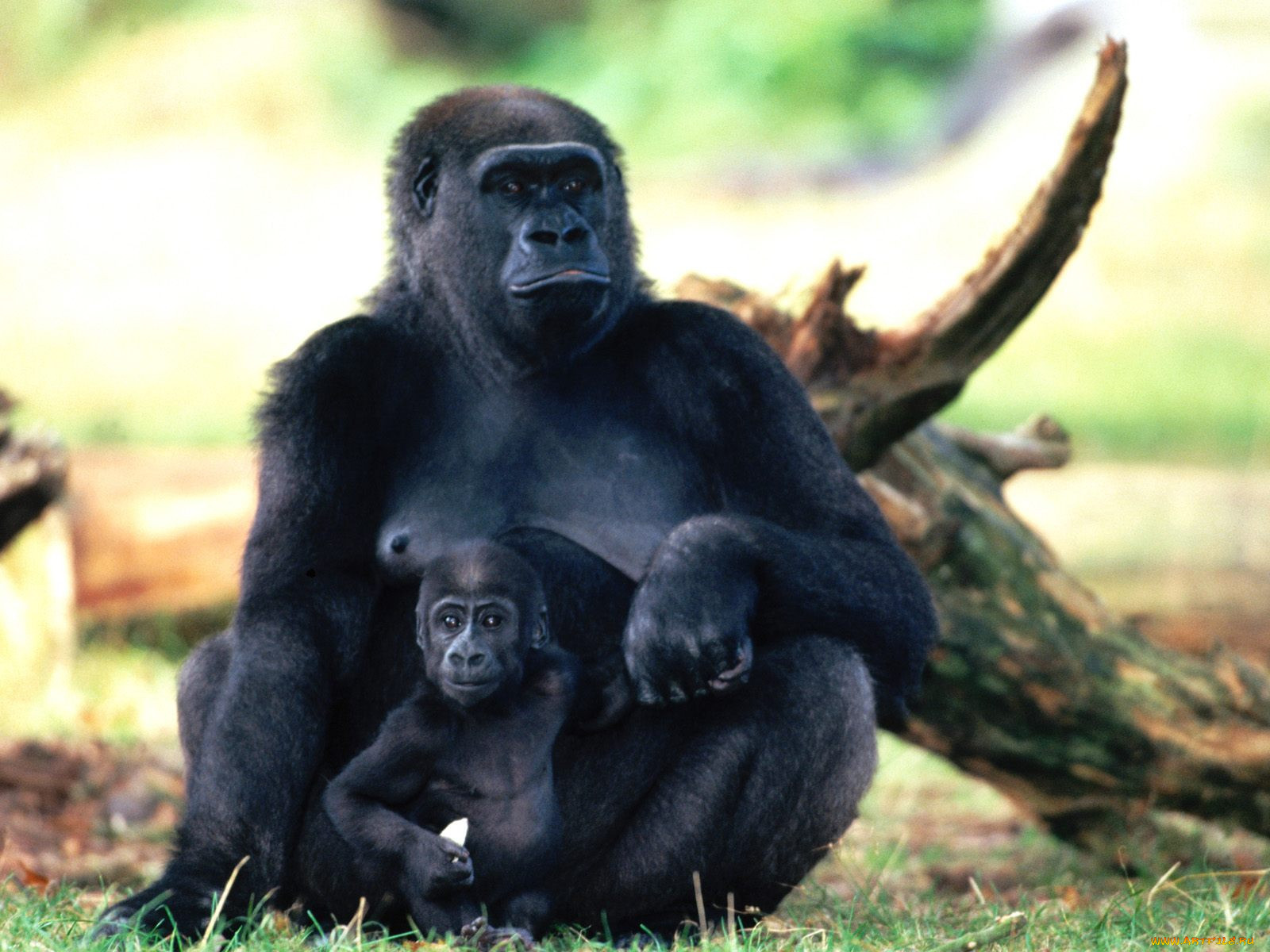 Обезьяны шимпанзе и гориллы